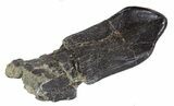 Awesome, Camarasaurus Tooth - Skull Creek Quarry #13321-4